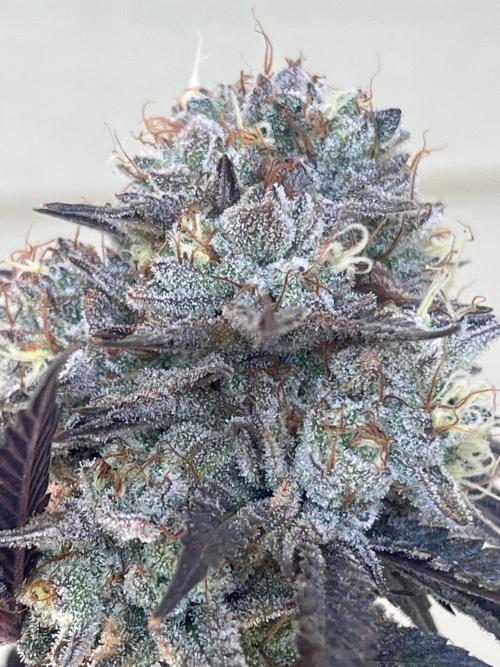 Eternity CUP 2026 Sticky Broccoli Zam Ph. Week 17