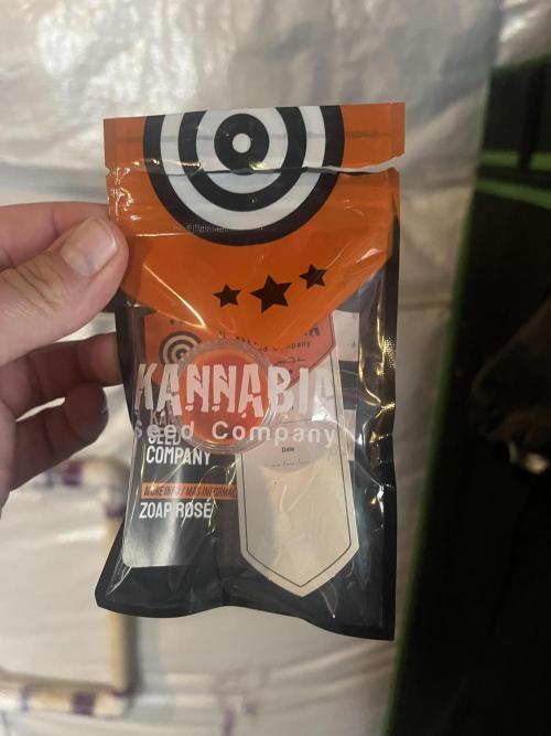 Kannabia OreoZ outdoor/indoor. Week 0