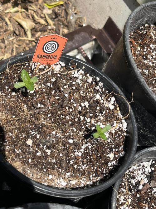 Kannabia OreoZ outdoor/indoor. Week 0