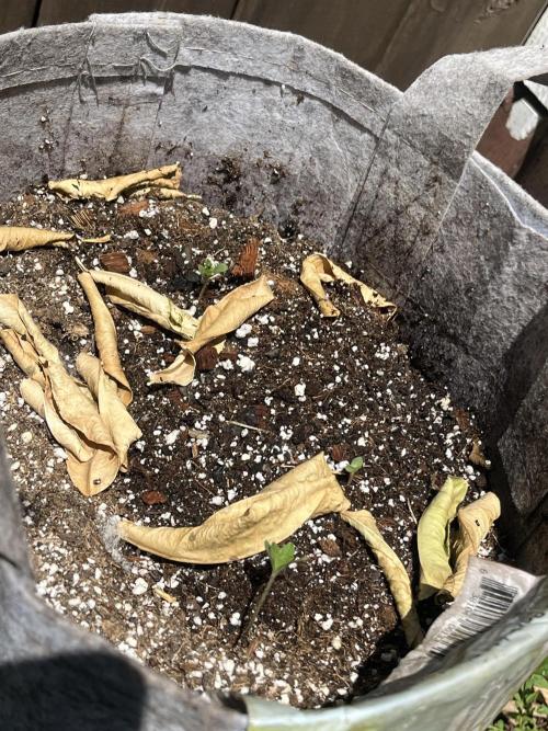 Kannabia OreoZ outdoor/indoor. Week 0