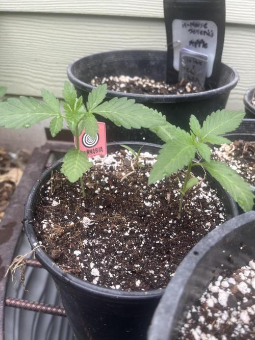 Kannabia OreoZ outdoor/indoor. Week 1
