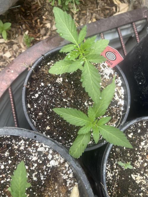 Kannabia OreoZ outdoor/indoor. Week 1