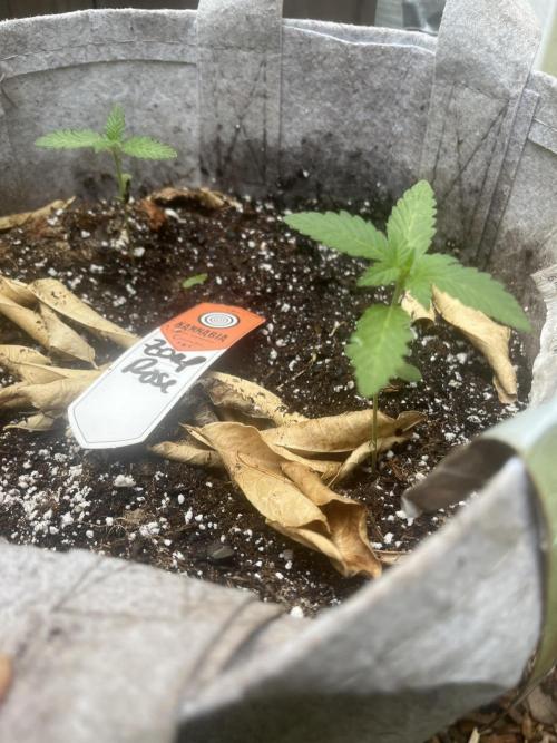 Kannabia OreoZ outdoor/indoor. Week 1