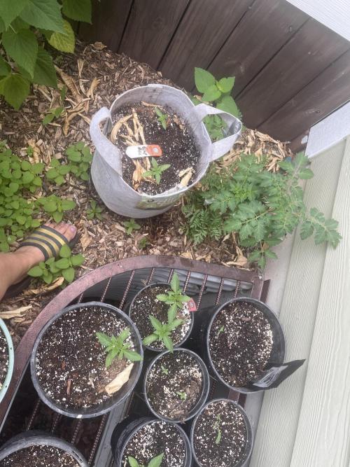 Kannabia OreoZ outdoor/indoor. Week 1