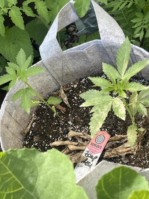 Kannabia OreoZ outdoor/indoor. Week 2
