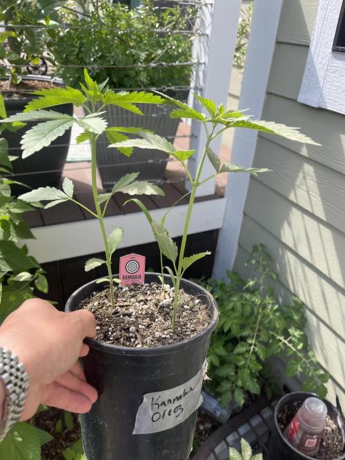 Kannabia OreoZ outdoor/indoor. Week 2