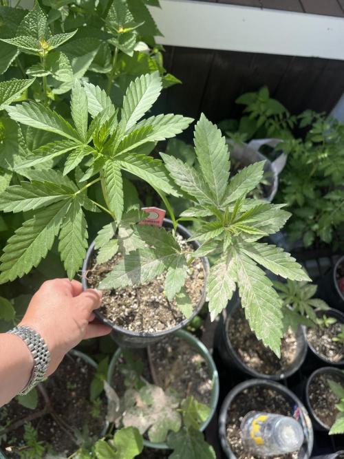 Kannabia OreoZ outdoor/indoor. Week 2