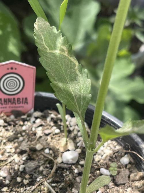 Kannabia OreoZ outdoor/indoor. Week 2