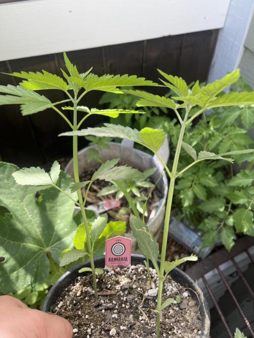 Kannabia OreoZ outdoor/indoor. Week 2