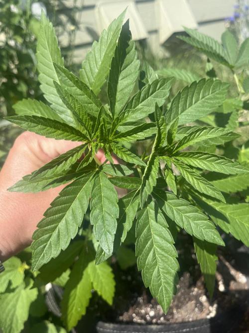 Kannabia OreoZ outdoor/indoor. Week 4