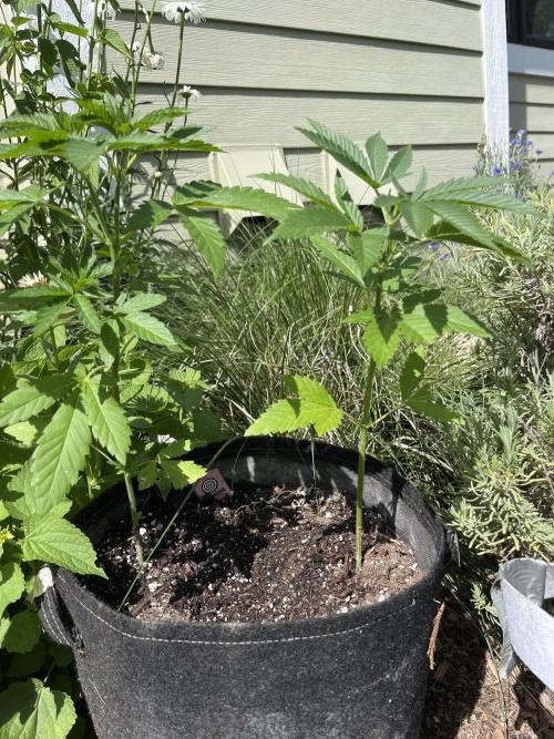 Kannabia OreoZ outdoor/indoor. Week 4
