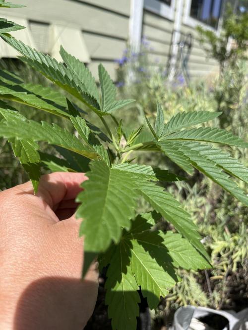 Kannabia OreoZ outdoor/indoor. Week 4