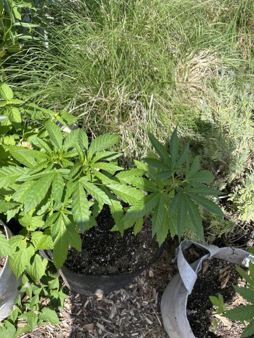 Kannabia OreoZ outdoor/indoor. Week 4