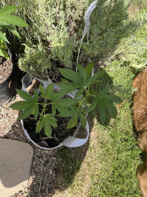 Kannabia OreoZ outdoor/indoor. Week 4
