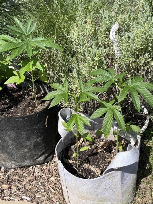 Kannabia OreoZ outdoor/indoor. Week 4