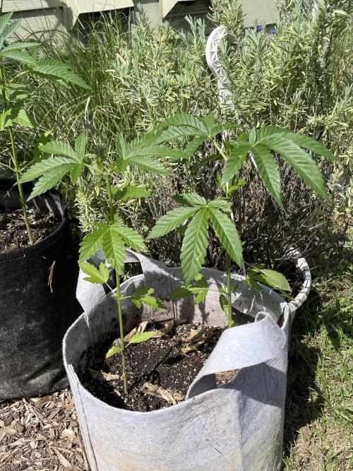 Kannabia OreoZ outdoor/indoor. Week 4