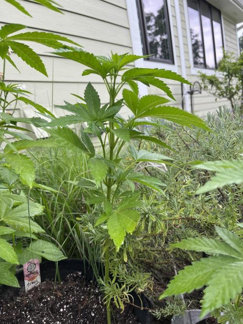 Kannabia OreoZ outdoor/indoor. Week 5