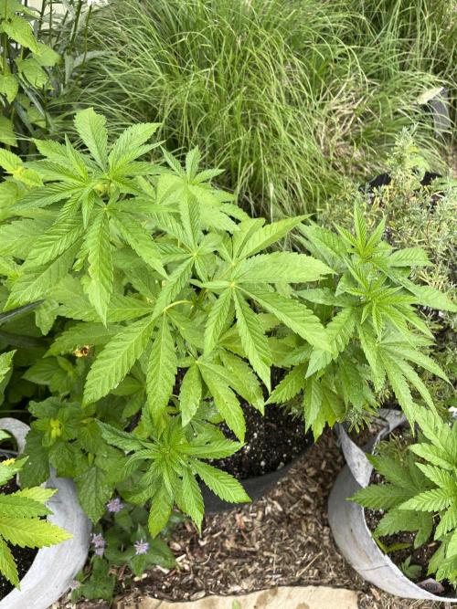 Kannabia OreoZ outdoor/indoor. Week 5