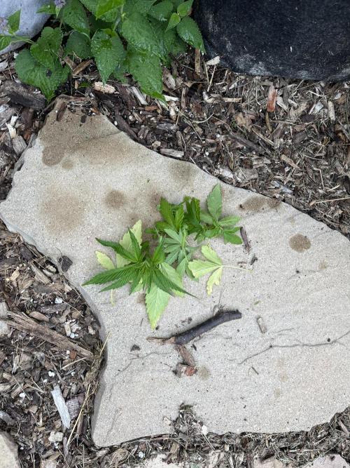 Kannabia OreoZ outdoor/indoor. Week 5