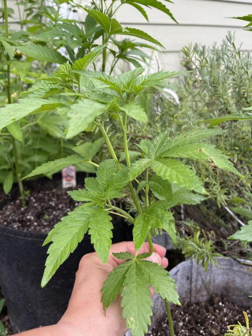 Kannabia OreoZ outdoor/indoor. Week 5