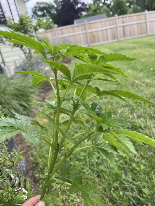 Kannabia OreoZ outdoor/indoor. Week 5