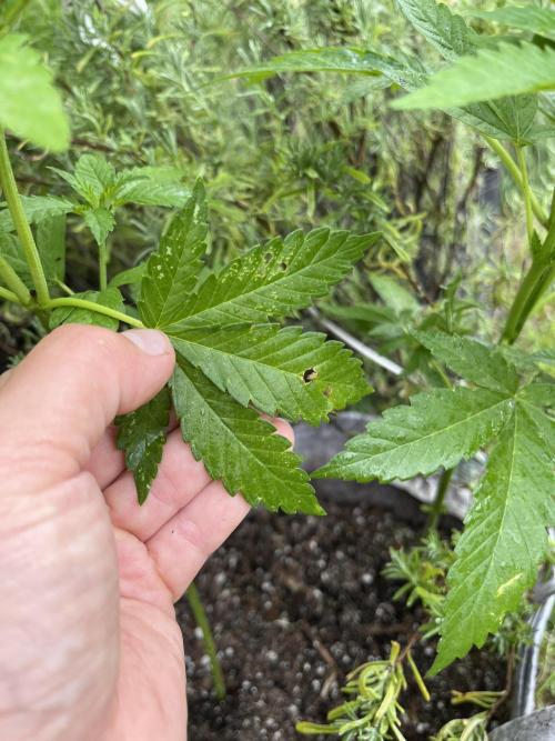 Kannabia OreoZ outdoor/indoor. Week 5