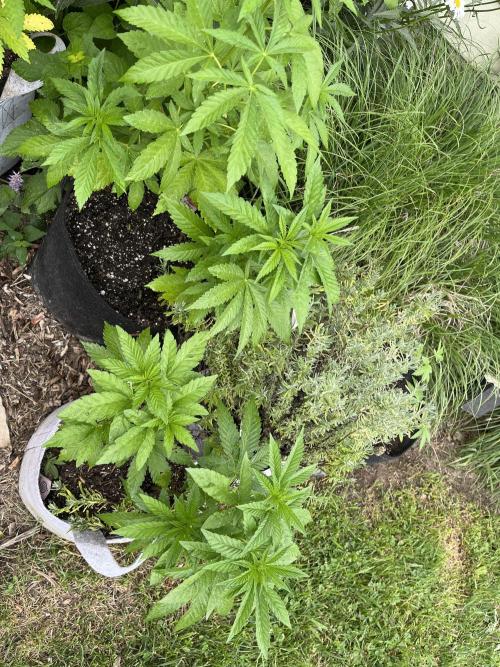 Kannabia OreoZ outdoor/indoor. Week 5