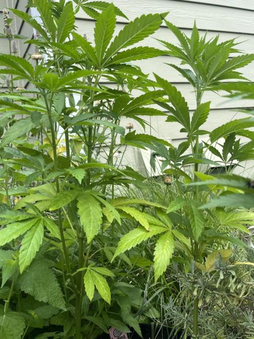 Kannabia OreoZ outdoor/indoor. Week 6