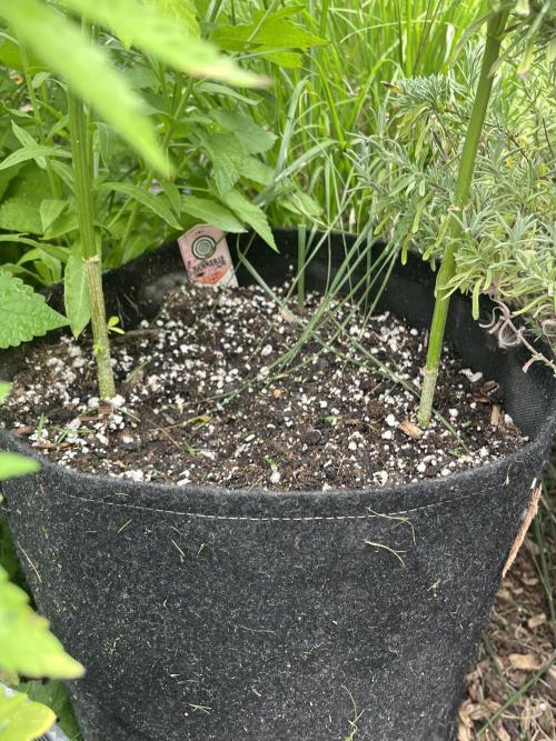Kannabia OreoZ outdoor/indoor. Week 6