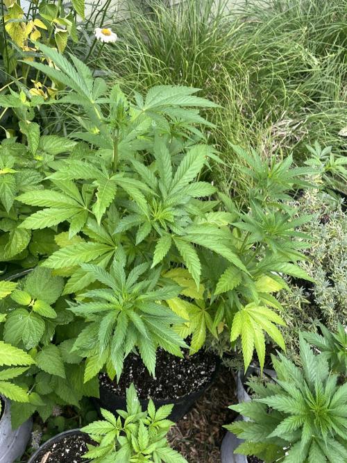 Kannabia OreoZ outdoor/indoor. Week 6