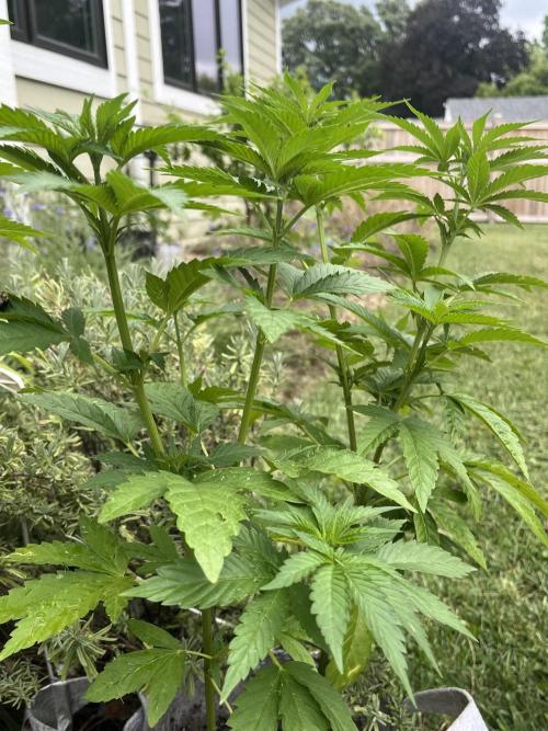 Kannabia OreoZ outdoor/indoor. Week 6
