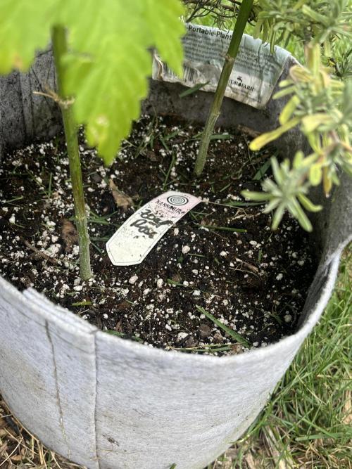 Kannabia OreoZ outdoor/indoor. Week 6