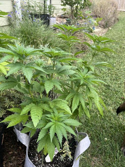 Kannabia OreoZ outdoor/indoor. Week 6