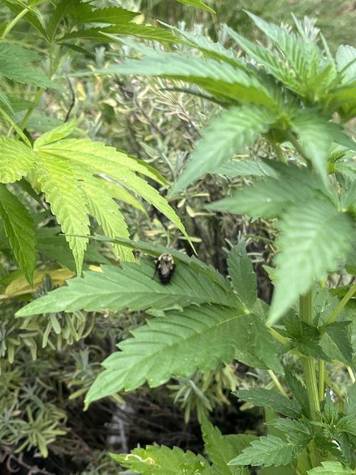Kannabia OreoZ outdoor/indoor. Week 6