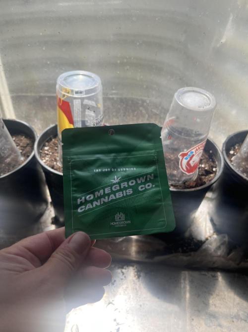 Homegrown Cannabis Co seeds Blue Lob. Week 0