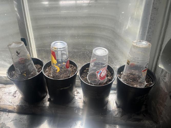 Homegrown Cannabis Co seeds Blue Lob. Week 0