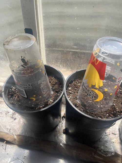 Homegrown Cannabis Co seeds Blue Lob. Week 0