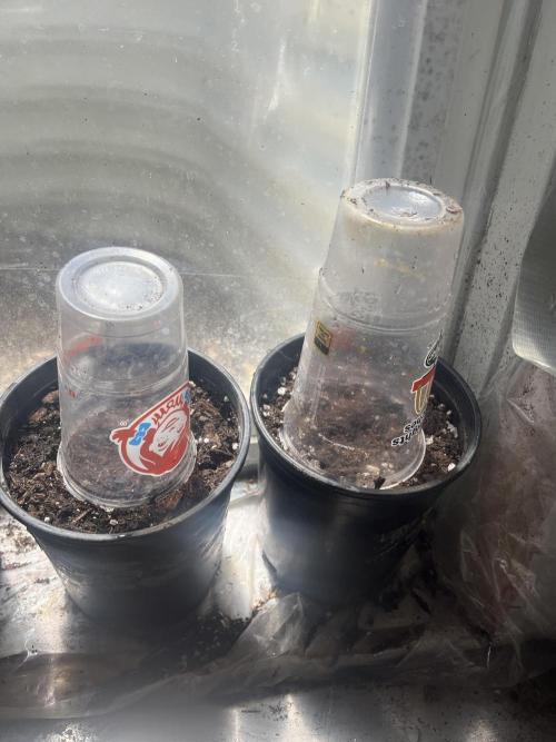 Homegrown Cannabis Co seeds Blue Lob. Week 0