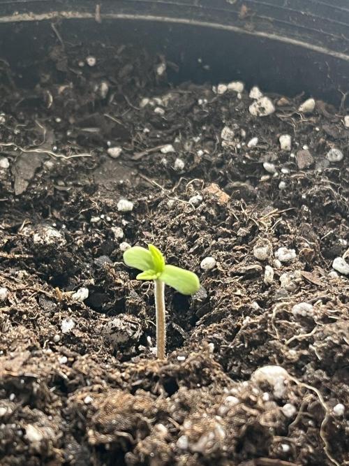 Homegrown Cannabis Co seeds Blue Lob. Week 0
