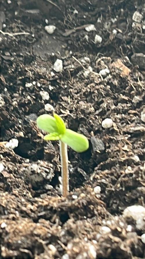 Homegrown Cannabis Co seeds Blue Lob. Week 0