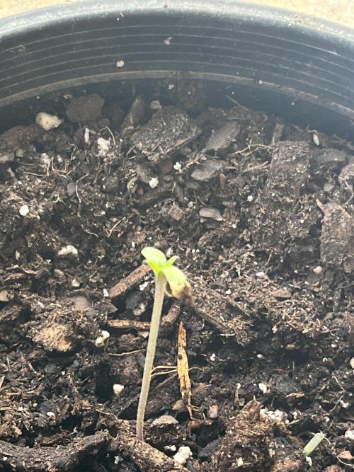 Homegrown Cannabis Co seeds Blue Lob. Week 0