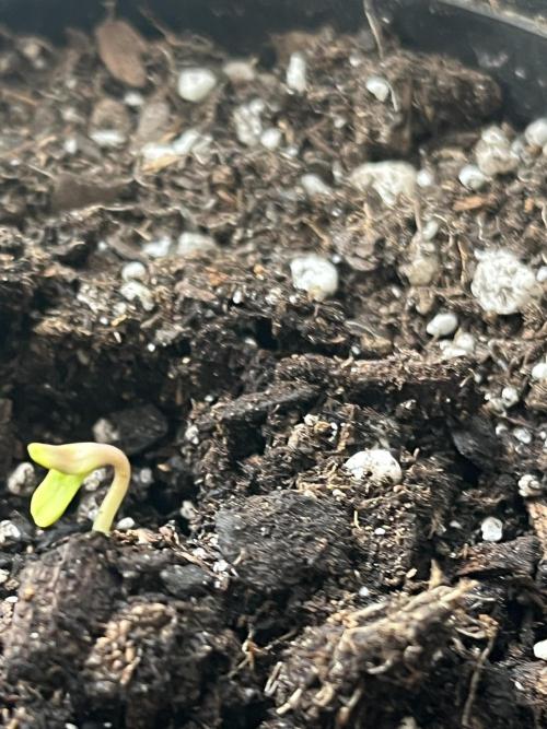 Homegrown Cannabis Co seeds Blue Lob. Week 0