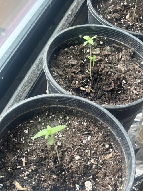 Homegrown Cannabis Co seeds Blue Lob. Week 1