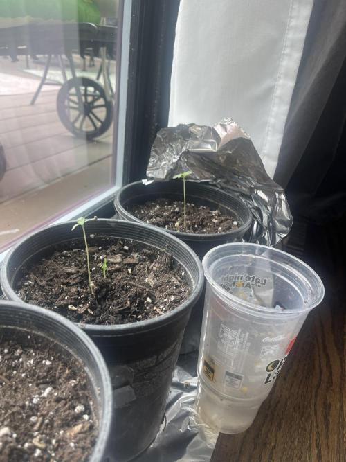 Homegrown Cannabis Co seeds Blue Lob. Week 1