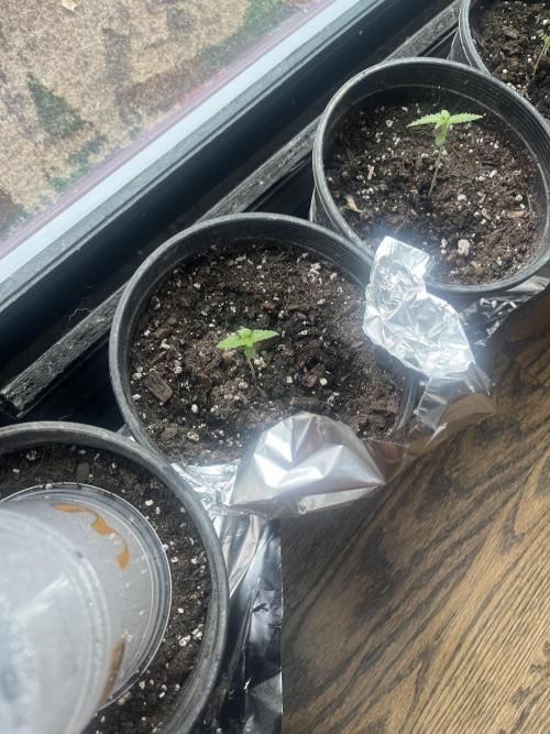 Homegrown Cannabis Co seeds Blue Lob. Week 1