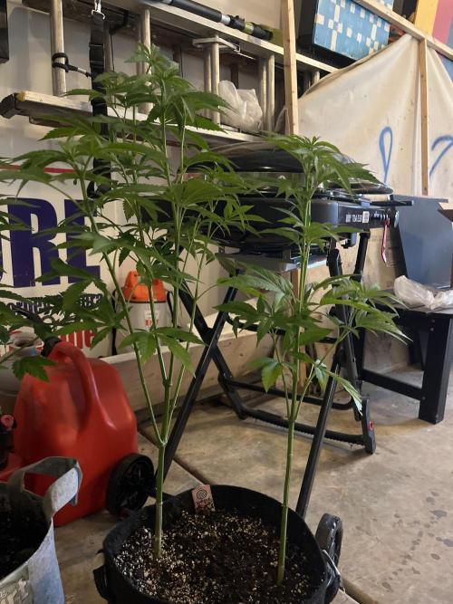 Kannabia OreoZ outdoor/indoor. Week 7