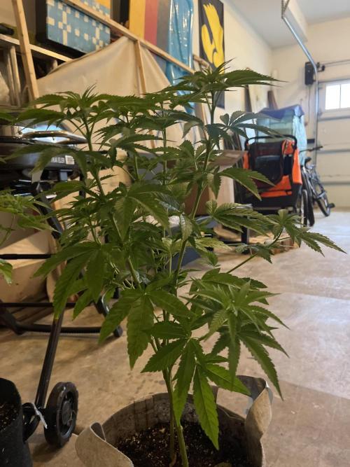 Kannabia OreoZ outdoor/indoor. Week 7