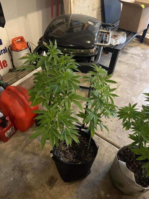 Kannabia OreoZ outdoor/indoor. Week 7