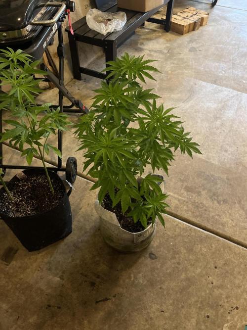 Kannabia OreoZ outdoor/indoor. Week 7