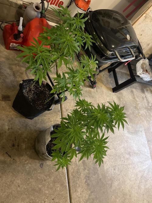 Kannabia OreoZ outdoor/indoor. Week 7